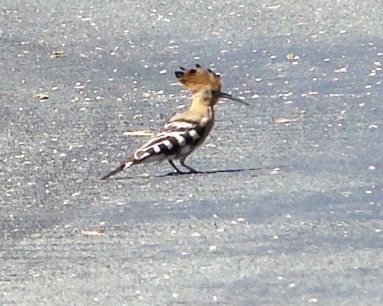 hoopoe